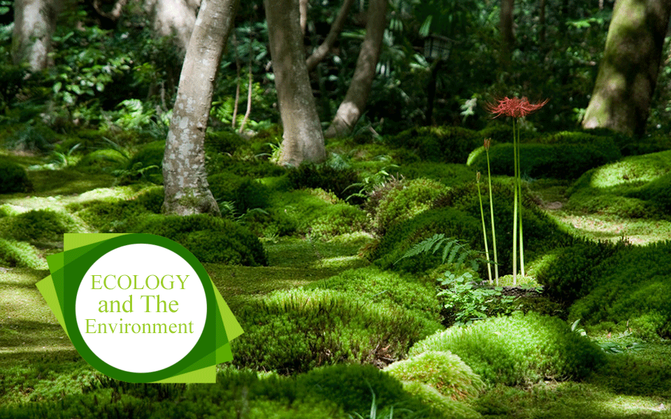 What Is The Difference Between Ecology and The Environment?